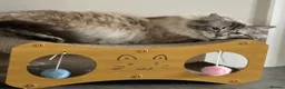 Ragdoll cats for sale: 💝 stunning gccf line of tabby/point ragdolls 💝 - Advert 2