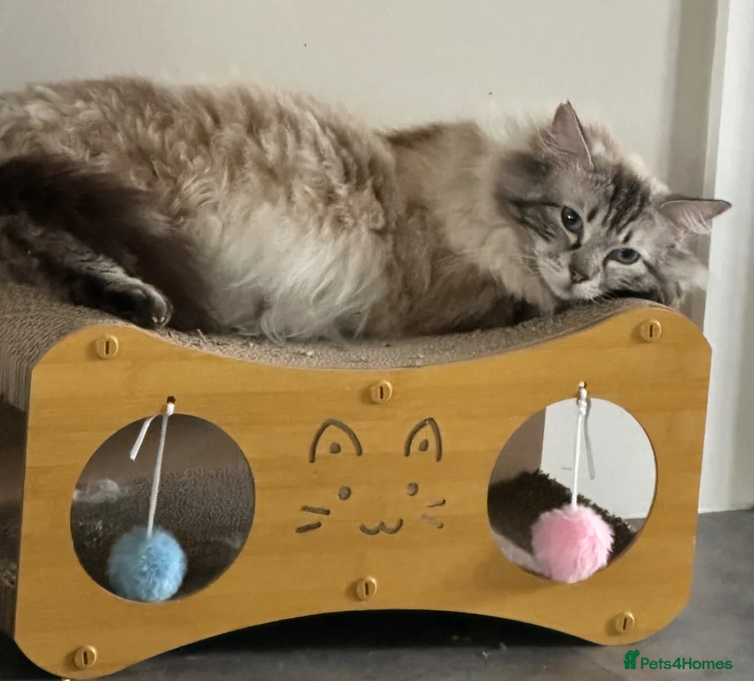 Ragdoll cats for sale: 💝 stunning gccf line of tabby/point ragdolls 💝 - Advert 2