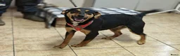 Mixed Breed dogs for adoption: ❤️🐶 PENNY – SHE WON’T LET YOU JUST PASS BY in Burton-on-Trent - Advert 9
