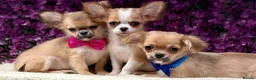 Chihuahua dogs for sale: Ready now Stunning long coat chihuahua’s  - Advert 3