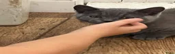 British Shorthair cats for sale: Blue boy kitten  - Advert 11