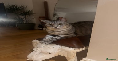 Bengal cats - Advert 5