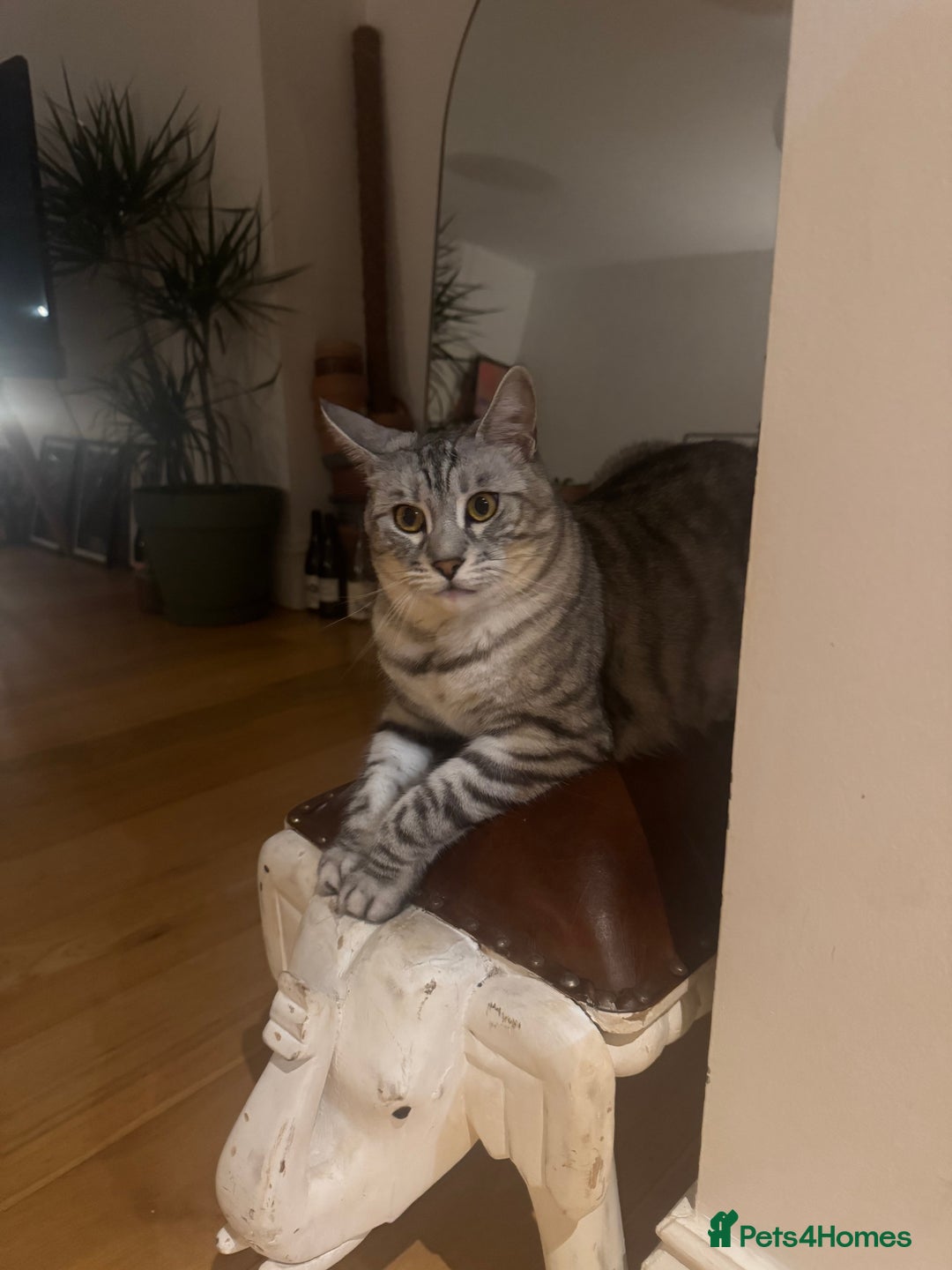 Bengal cats for sale: Bencoon Girl Looking for Her Forever Home ✨ - Image 3