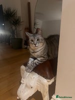 Bengal cats - Advert 14