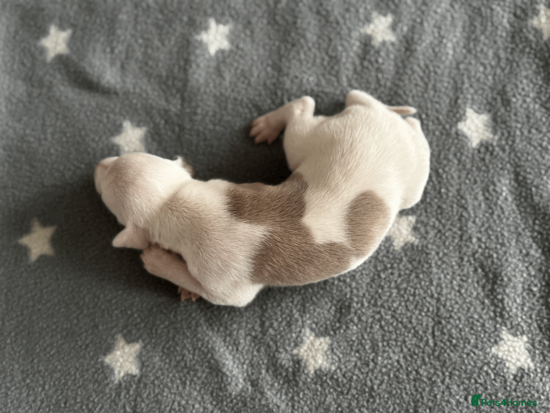 Whippet dogs for sale: KC Registered Small Whippet Puppies  - Advert 11
