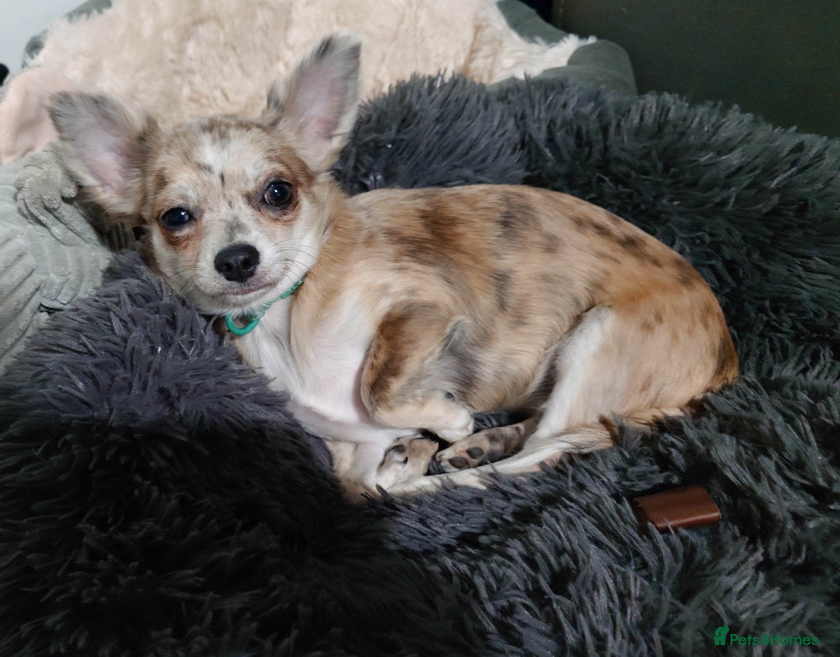Chihuahua dogs Chihuahua girl blue+lilac merle on cream 5m - Advert 2