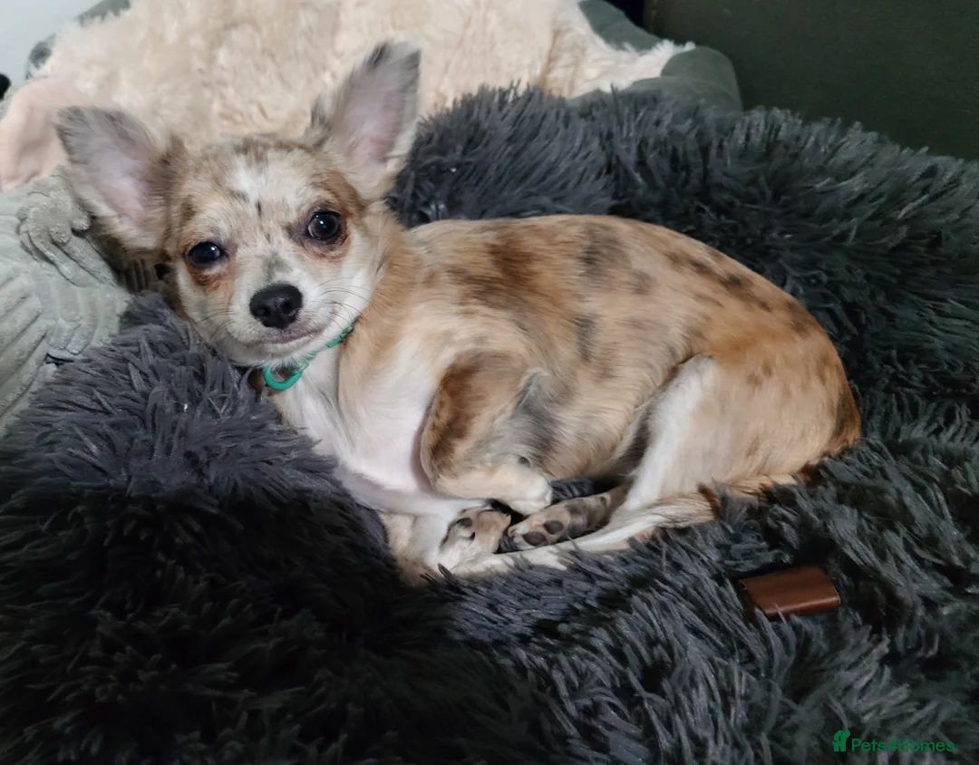 Chihuahua dogs for sale: Chihuahua girl blue+lilac merle on cream 5m - Advert 1