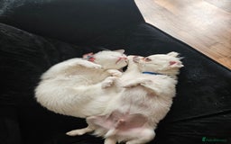 Chihuahua dogs for sale: 4 month old boy - Image 5