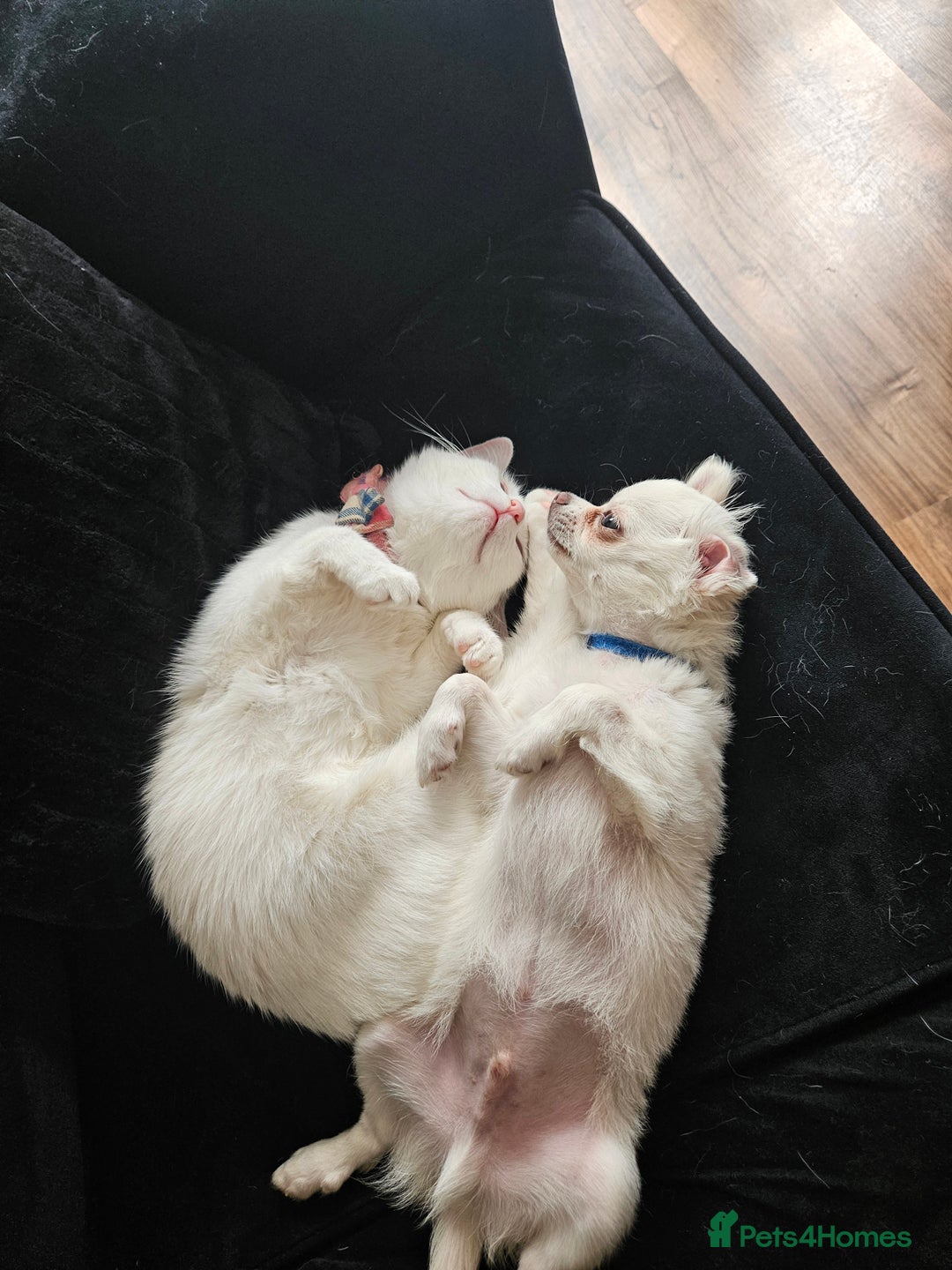 Chihuahua dogs for sale: 4 month old boy - Image 5