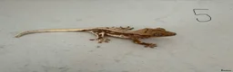 Gecko reptiles for sale:  Lilly white Crested gecko babies - Advert 21