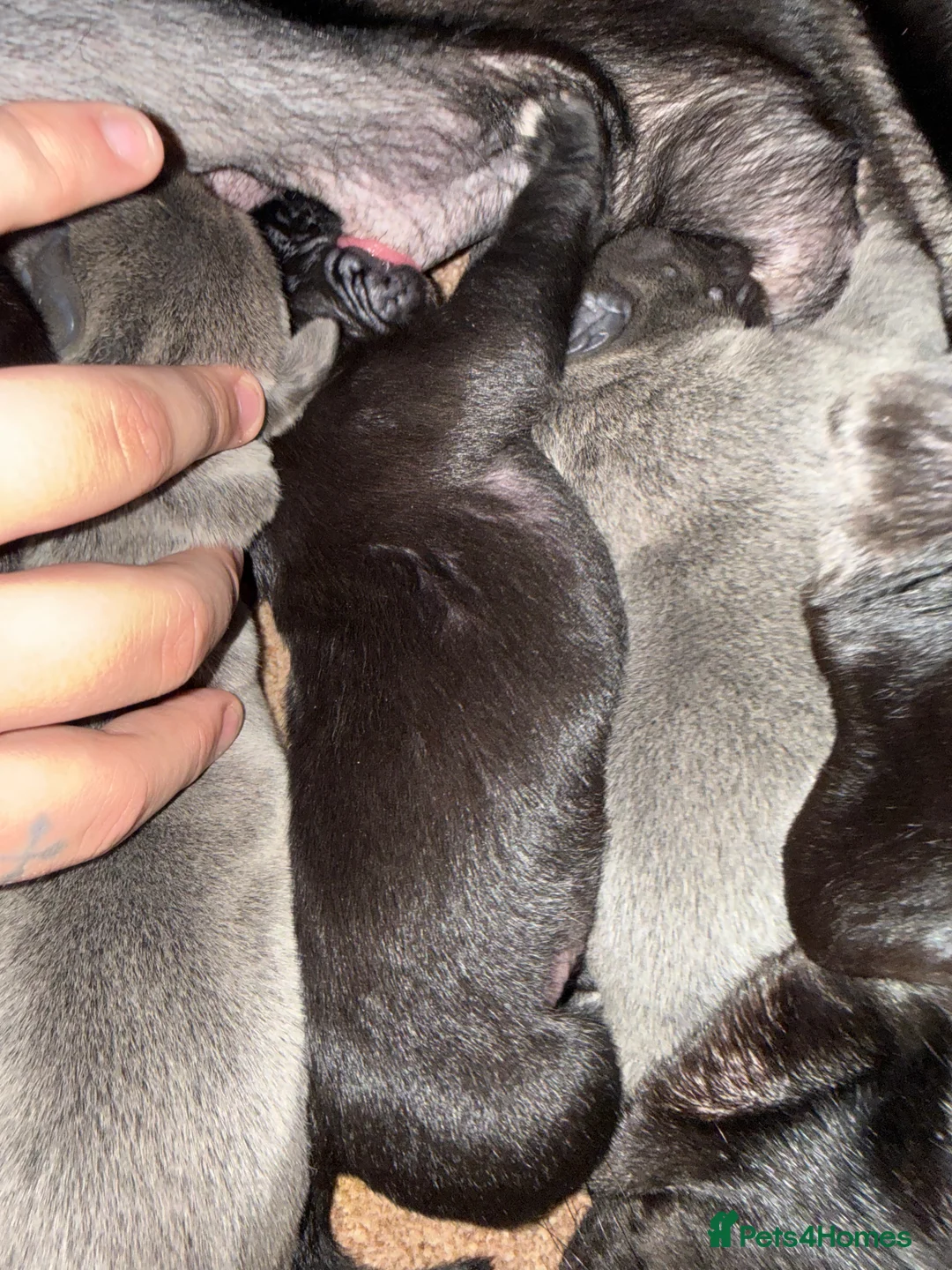 Cane Corso dogs for sale: 🐾🐾Pure Breed Cane Corso Puppy’s for sale🐾🐾 - Advert 2