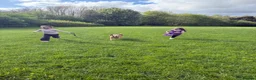 Bocker dogs for sale: Bocker male 7 years old  - Advert 2