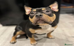 American Bully dogs for sale: Female full pedigree pocket bully - Image 2