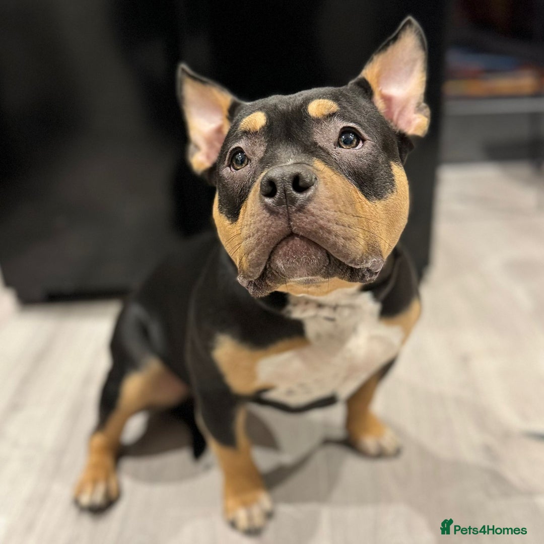 American Bully dogs for sale: Female full pedigree pocket bully - Image 2