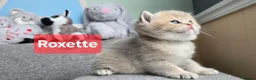British Shorthair cats for sale: Pedigree golden British shorthair  - Advert 25