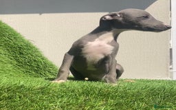 Whippet dogs for sale: Kc whippet pups  - Image 38