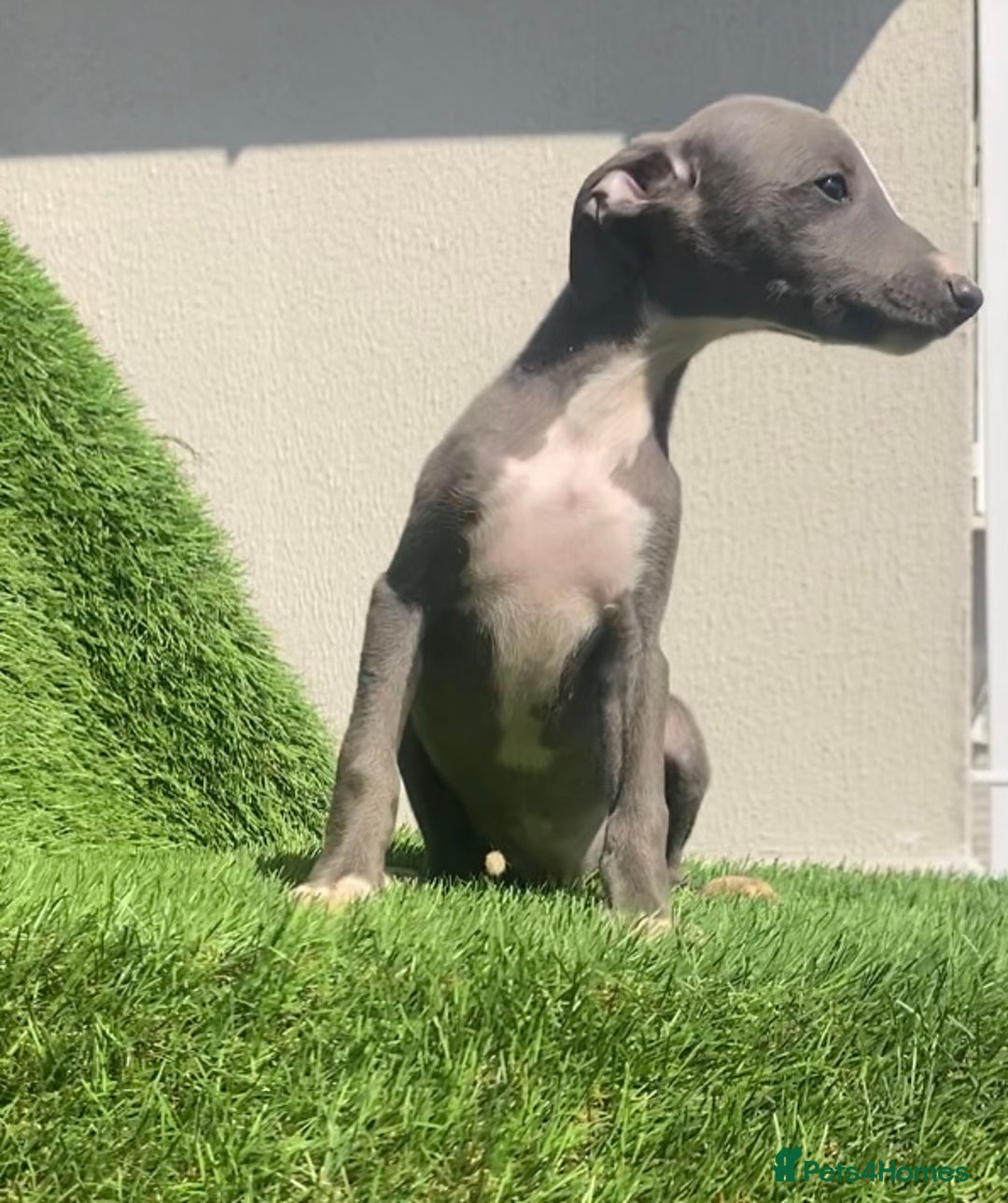 Whippet dogs for sale: Kc whippet pups  - Image 38