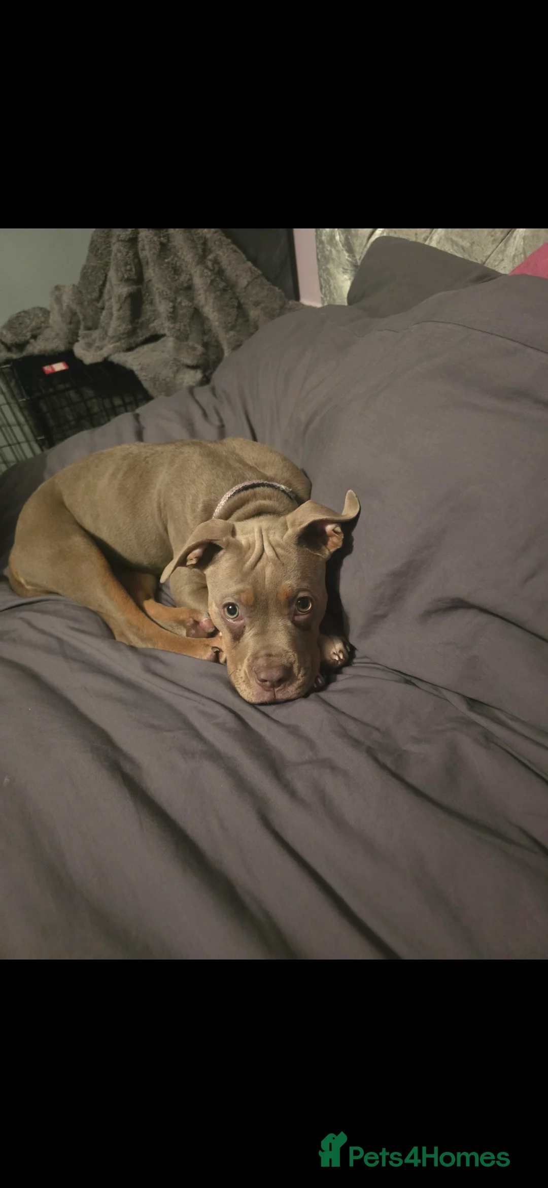 American Bully dogs for sale: Classic american bully - Advert 14