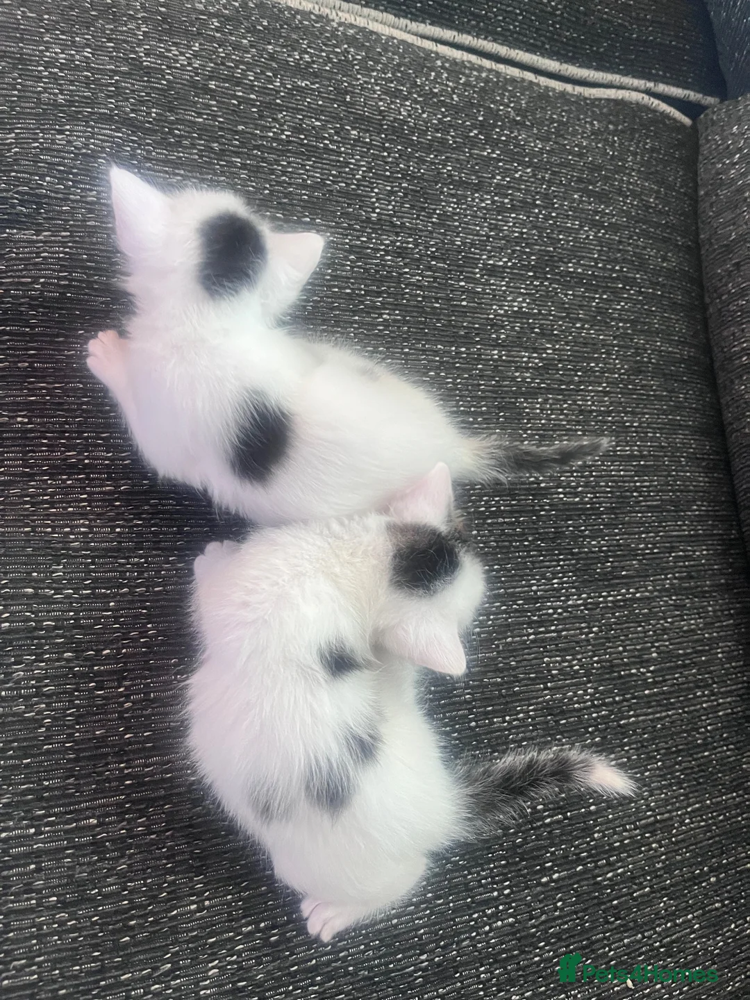 British Shorthair cats for sale: 2 wee gorgeous kittens  - Advert 9
