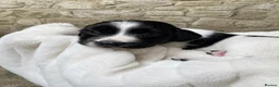 English Springer Spaniel dogs for sale: Outstanding KC Registered Springer Spaniel Puppies - Advert 8
