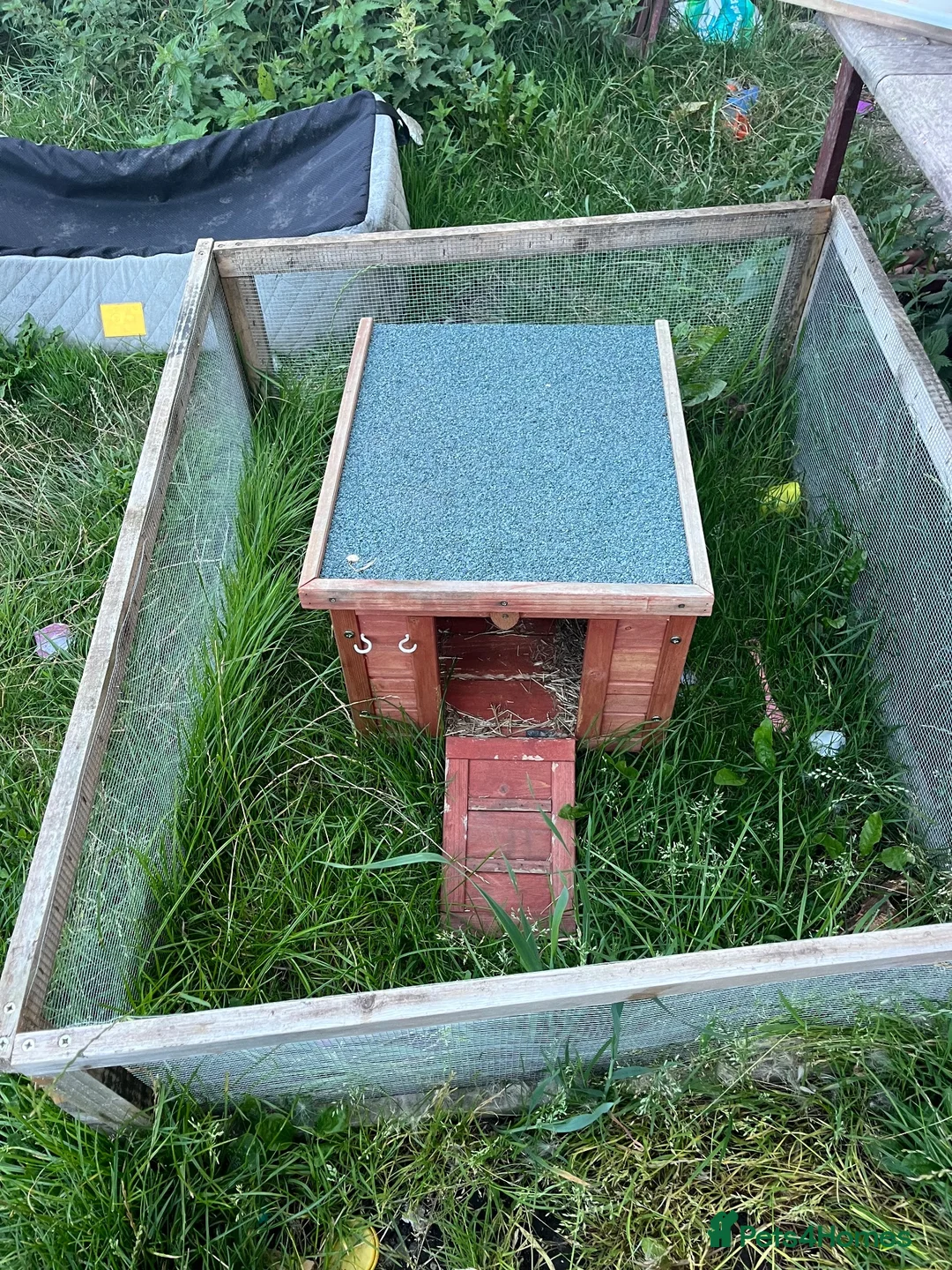 Guinea Pig rodents for sale: Guinea pigs (bonded pair) - Advert 3