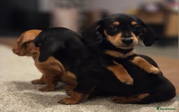 Miniature Dachshund dogs for sale: 10% legs 90% sass 100% lovable  - Image 1