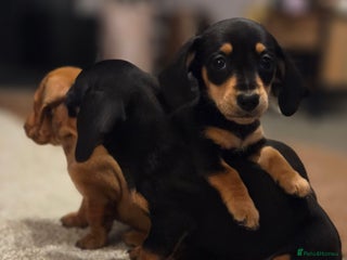 Miniature Dachshund dogs - Advert 31