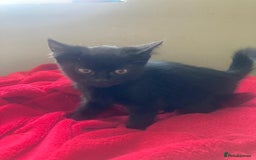 British Shorthair cats for sale: Beautiful kittens looking for new home  - Image 28