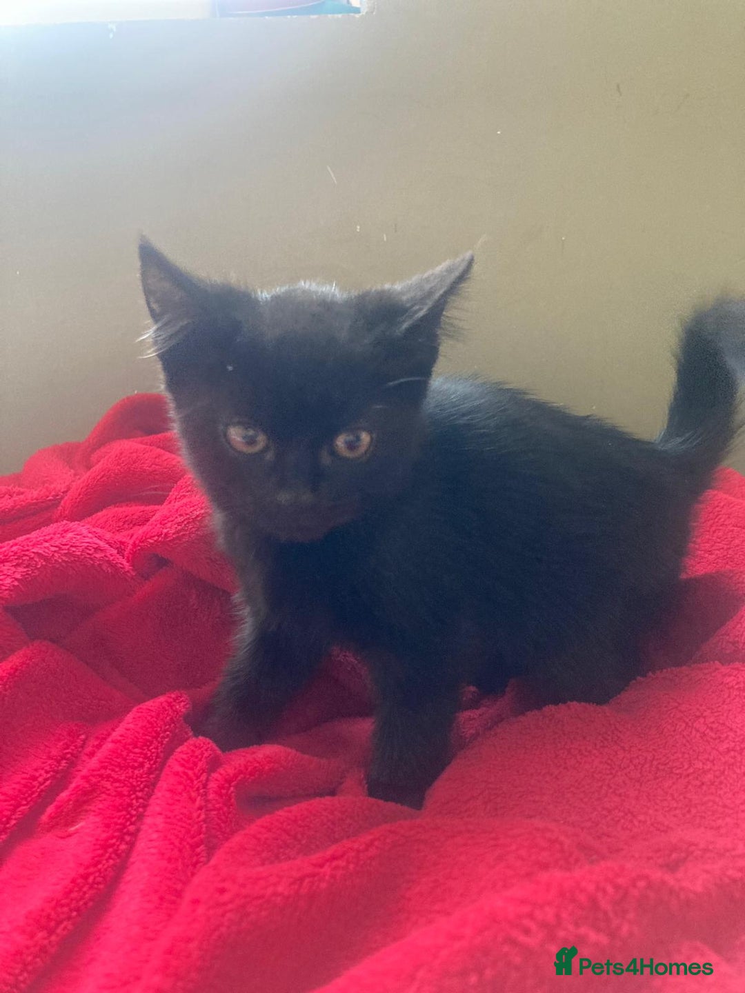 British Shorthair cats for sale: Beautiful kittens looking for new home  - Image 28