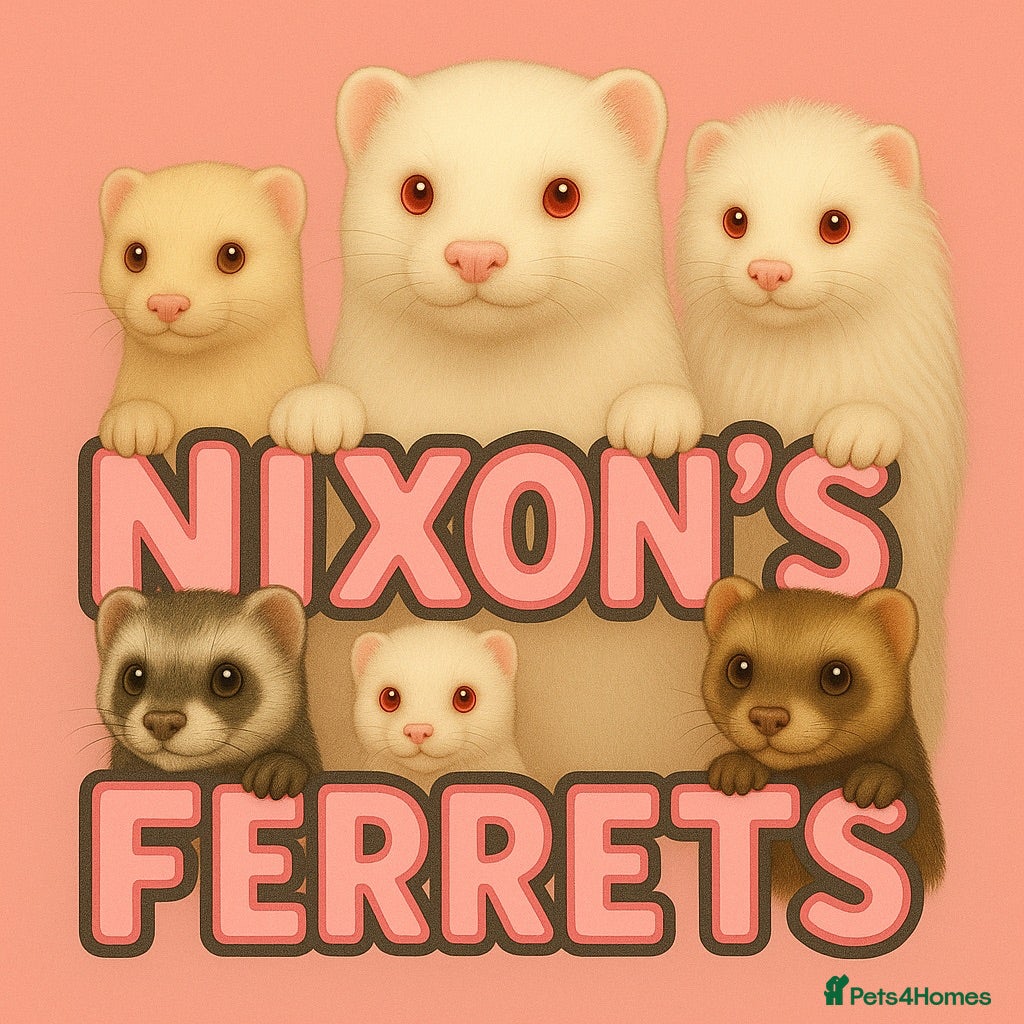 Ferret rodents Variety of ferrets  - Advert 12