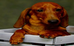 Miniature Dachshund dogs for adoption: Archie: The Puppy Who Survived a Breeder’s Hell - Image 4