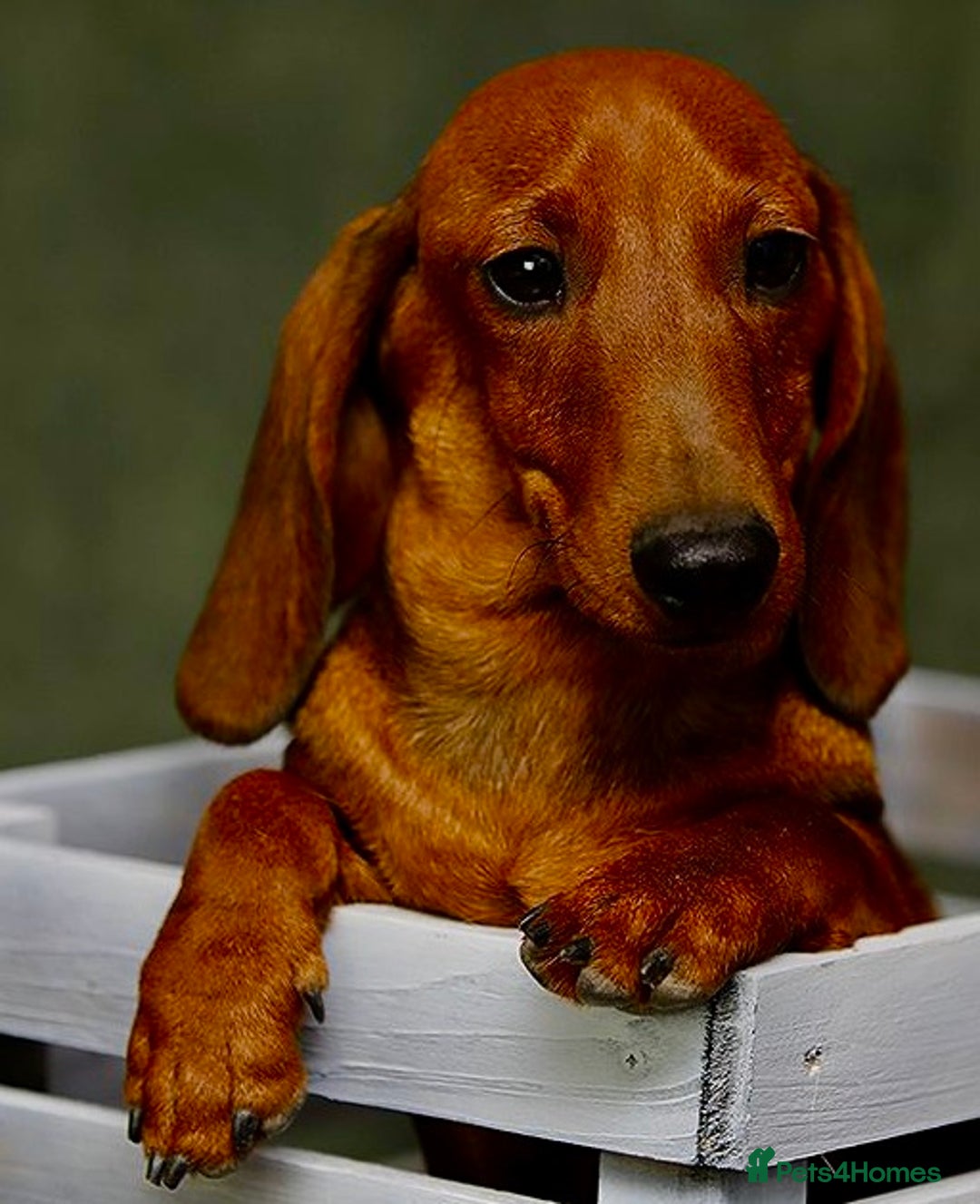Miniature Dachshund dogs for adoption: Archie: The Puppy Who Survived a Breeder’s Hell - Image 4