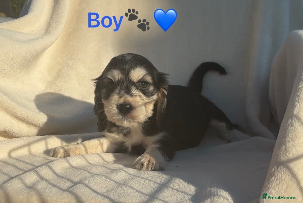 Cocker Spaniel dogs *only4available* Cocker Spaniel Puppies 🐾🐶🏡 - Advert 2