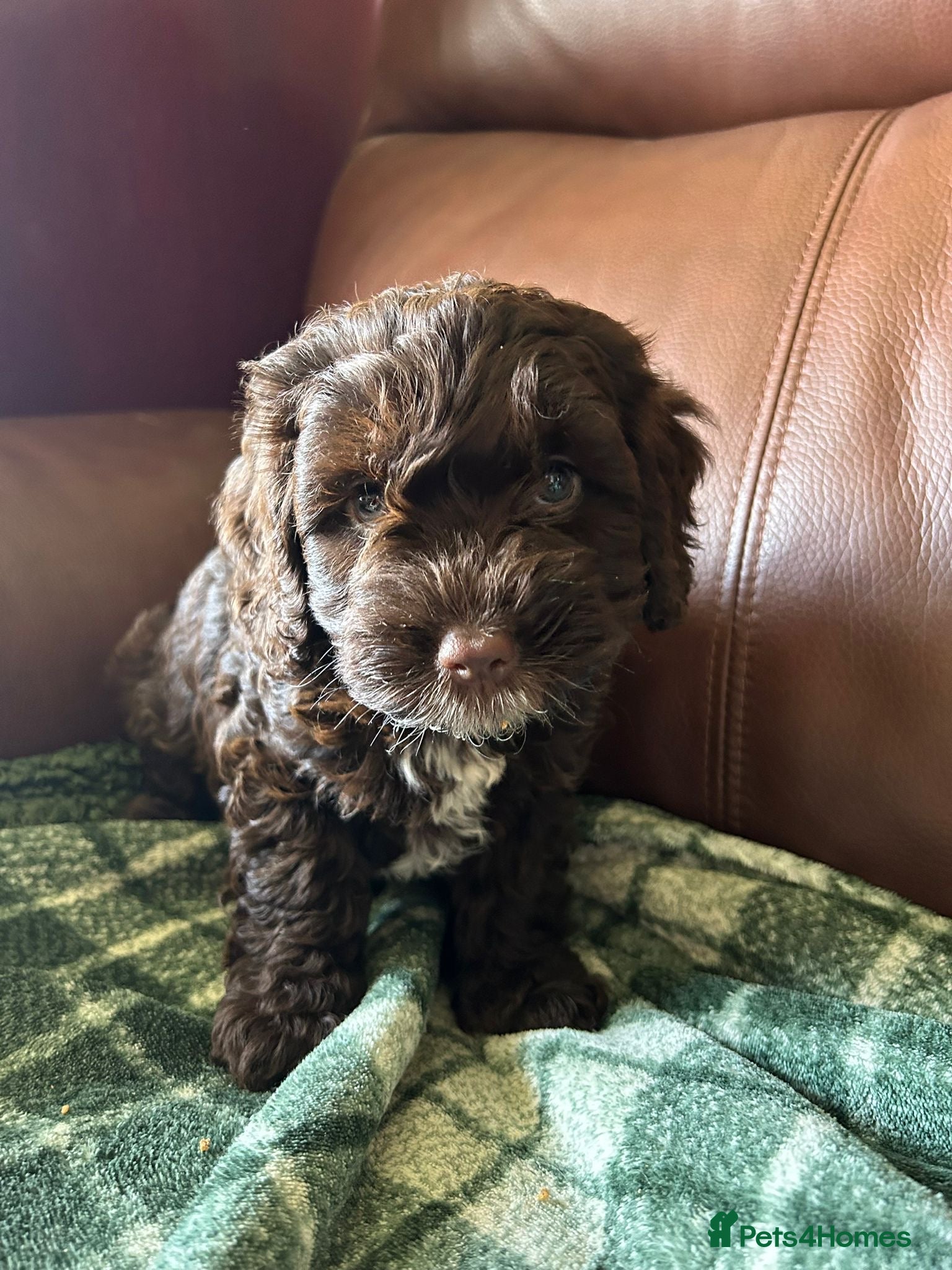 Cockapoo dogs F1 Cockerpoos’s puppies - Advert 1