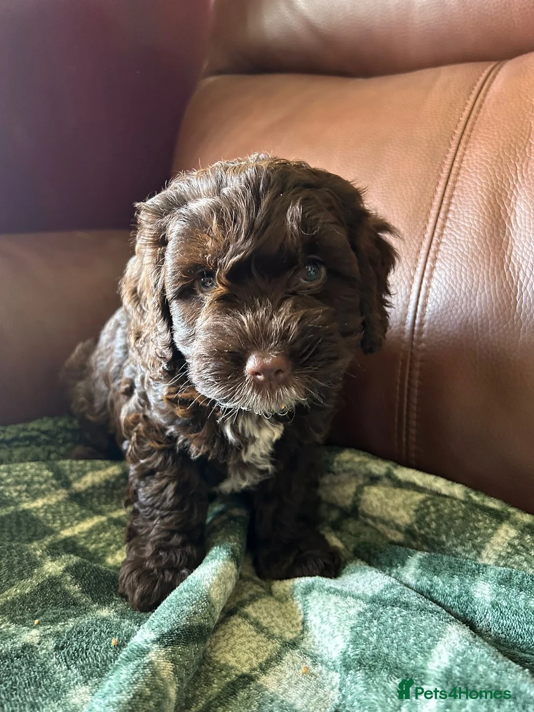 Cockapoo dogs for sale: F1 Cockerpoos’s puppies - Advert 1