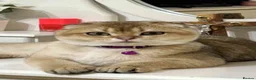 Scottish Fold cats for sale: Scottish Fold X British Shorthair Kittens - Advert 11