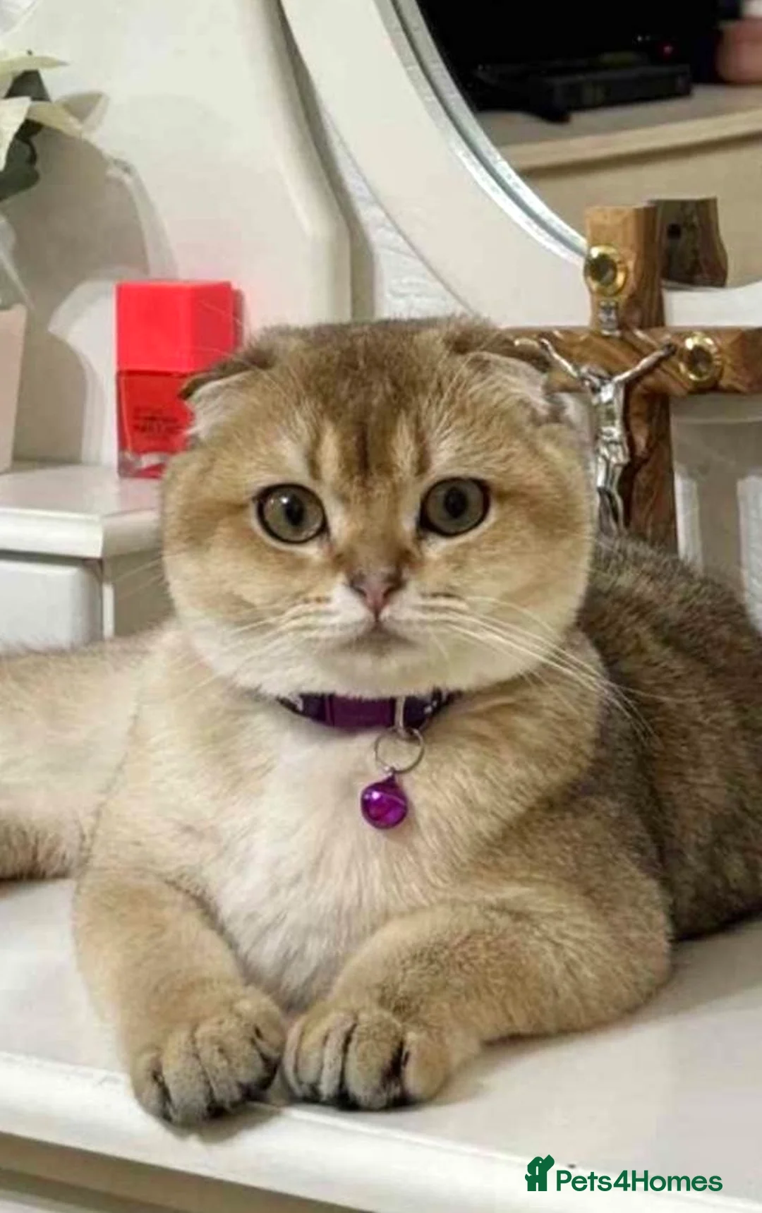 Scottish Fold cats for sale: Scottish Fold X British Shorthair Kittens - Advert 23