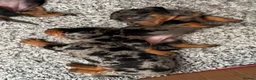 Miniature Dachshund dogs for sale: 🐶 Pure-bred Dachshund Puppies  - Advert 6