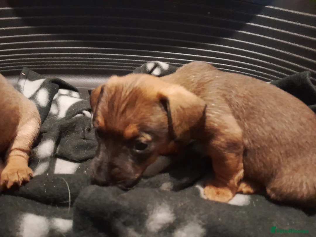 Mixed Breed dogs for sale: Cairn terriers - Advert 34