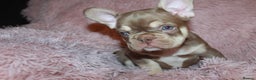 French Bulldog dogs for sale: ULTRA RARE - RAINBOW LITTER NON FLUFFY FRENCHIES - Advert 10