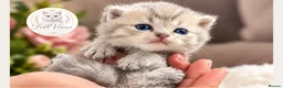 British Longhair cats for sale: 🐾 Beautiful Lilac Golden Longhair Kittens 🐾 - Advert 2