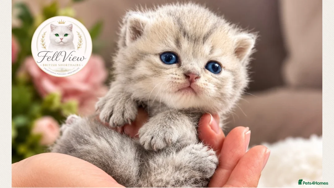 British Longhair cats for sale: 🐾 Beautiful Lilac Golden Longhair Kittens 🐾 - Advert 2