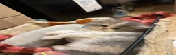 Persian cats for sale: Only 2 gorgeous female persian chinchill left now  - Advert 5
