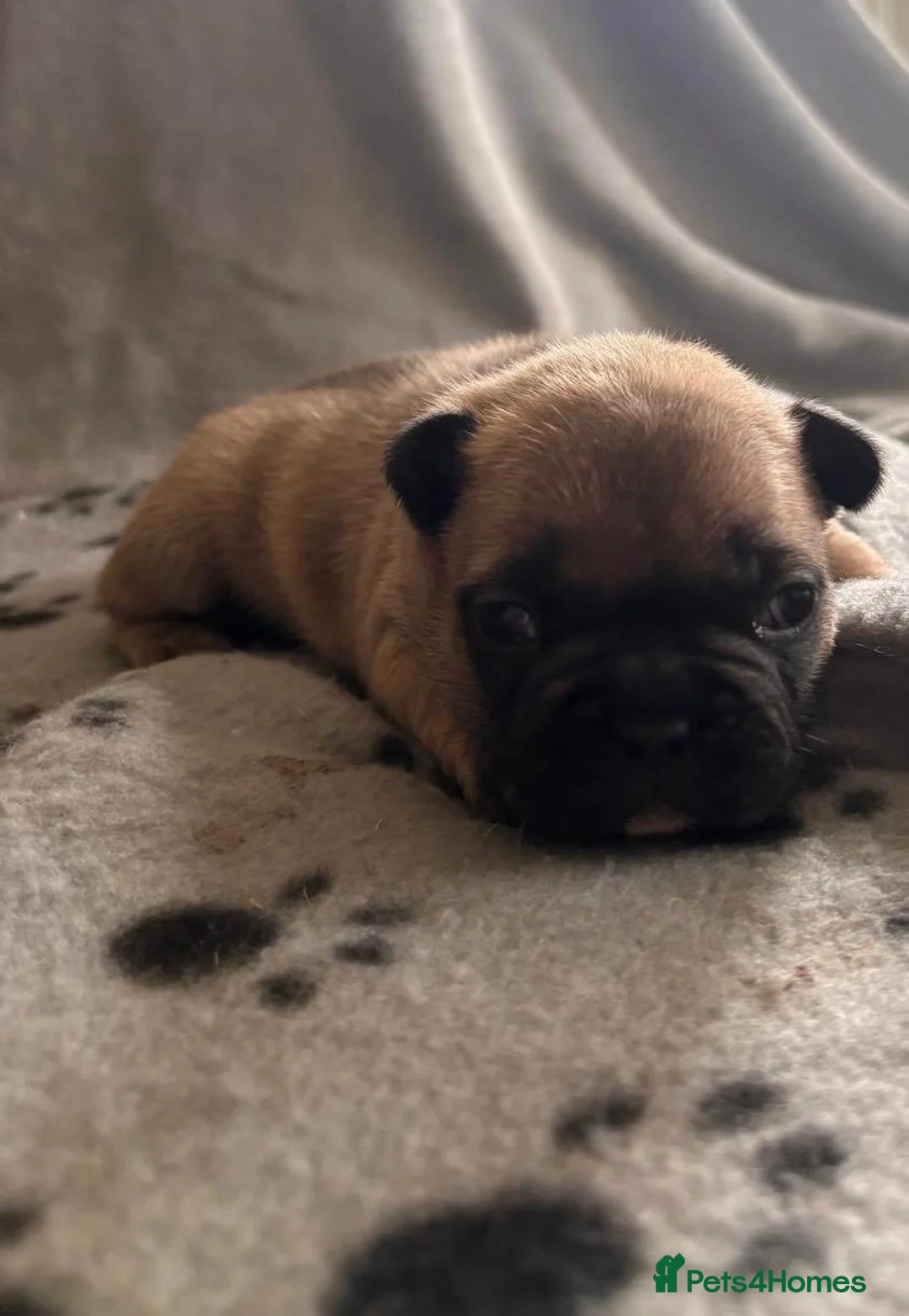 French Bulldog dogs for sale: 🐾 Adorable French Bulldog Puppies 🐾 - Advert 3