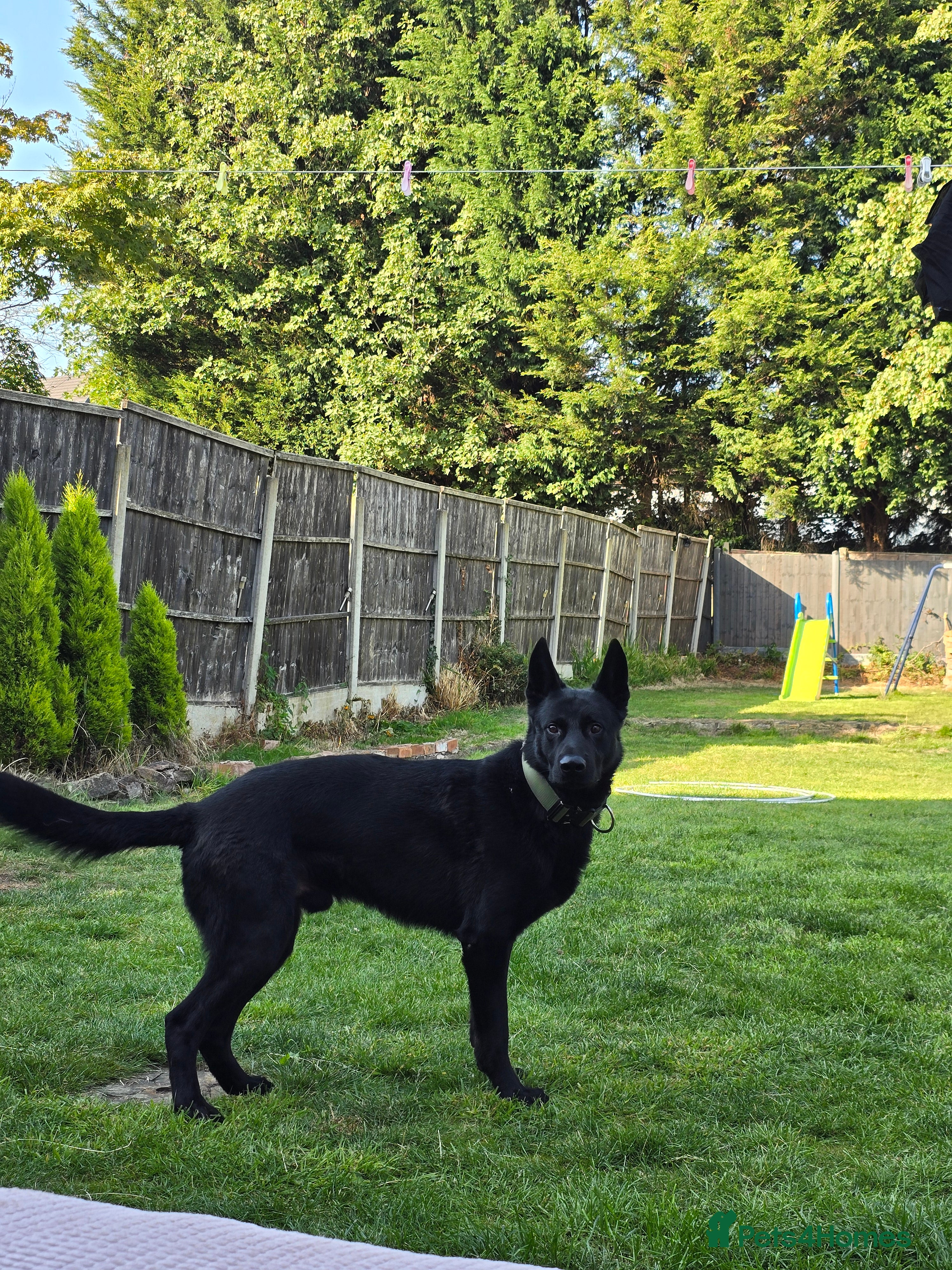 German Shepherd dogs PROVEN- BLACK-GERMAN SHEPHERD AVAILABLE FOR STUD in Walsall - Advert 2