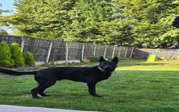 German Shepherd dogs for stud: PROVEN- BLACK-GERMAN SHEPHERD AVAILABLE FOR STUD in Walsall - Image 1