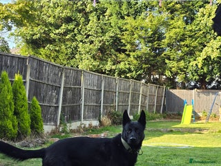German Shepherd dogs in Walsall - Advert 31