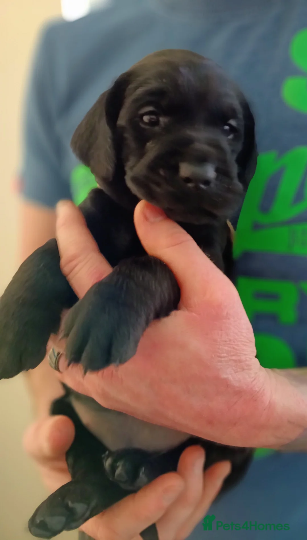 Labrador Retriever dogs for sale: KC reg yellow & black Labrador puppies socialised - Advert 28