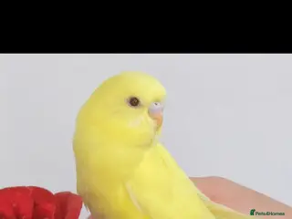 Budgerigars birds Handreared Beautiful Budgies. - Advert 12