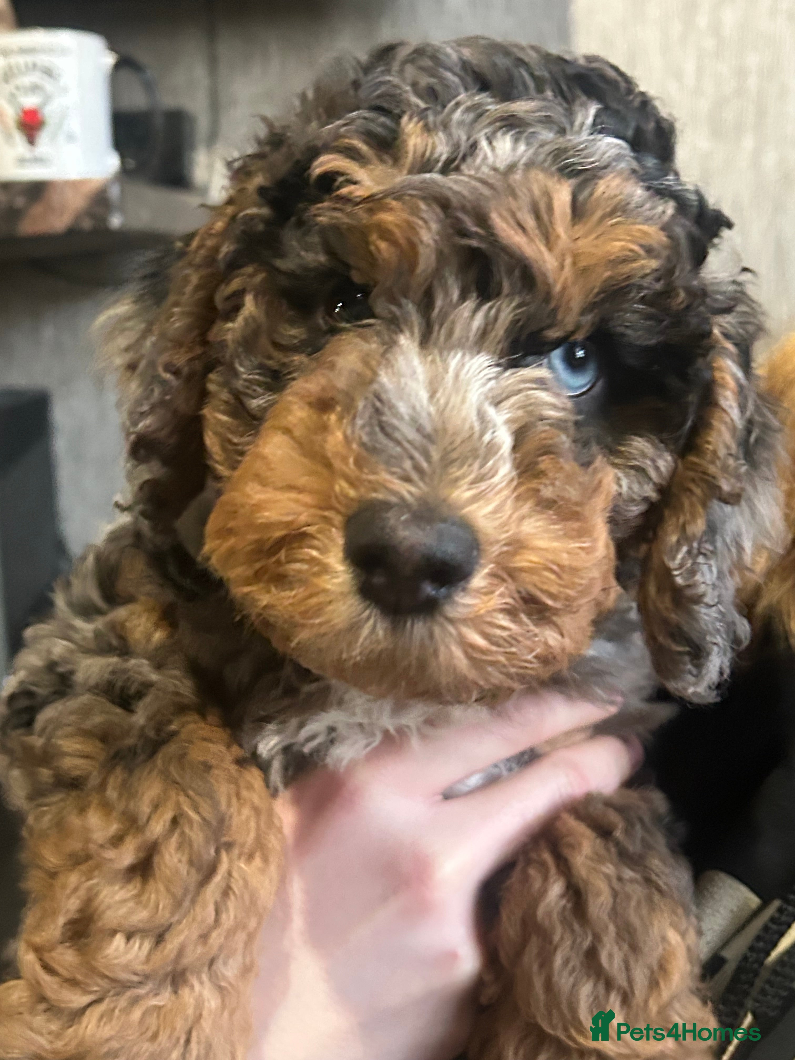 Cockapoo dogs Stunning male Merle F2 cockapoo puppy - Advert 9